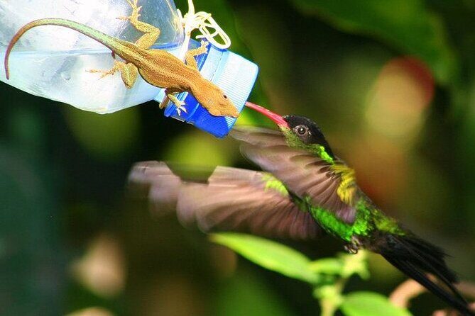 Rockland Bird Sanctuary Private Tour - Practical Tips for Future Travelers