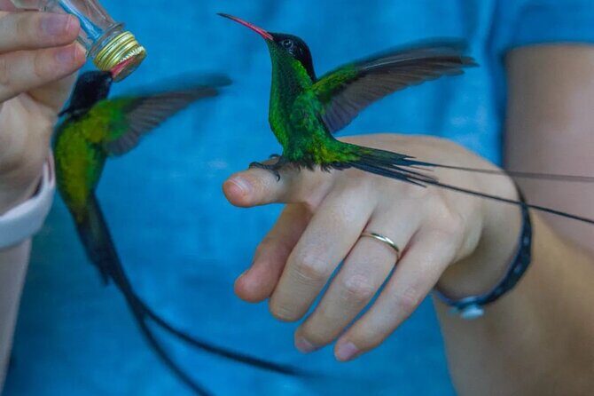 Rocklands Bird Sanctuary and Montego Bay Highlights - A Closer Look at the Tour Experience