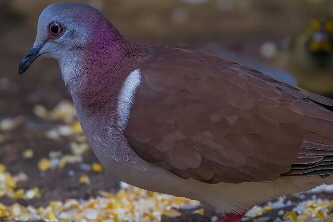 Rocklands Bird Sanctuary and Montego Bay Highlights - Why This Tour Offers Good Value