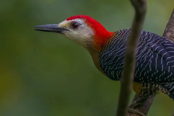 Rocklands Bird Sanctuary and Montego Bay Highlights - Frequently Asked Questions