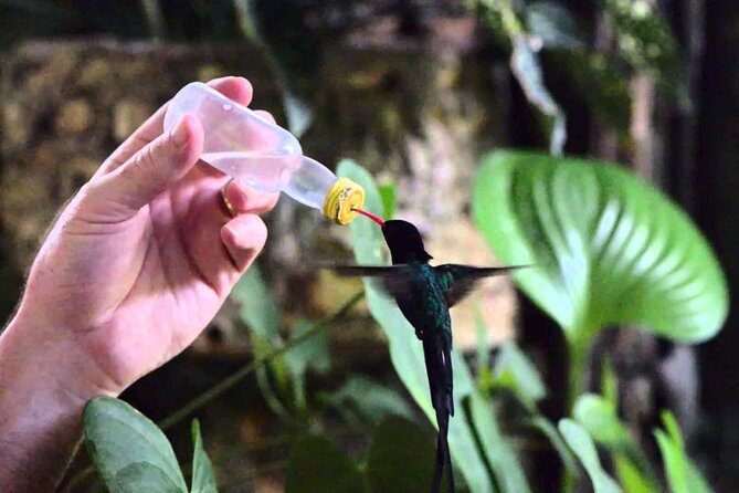 Rocklands Bird Sanctuary & City Highlights plus Shopping from Montego Bay - A Closer Look at the Tour Itinerary