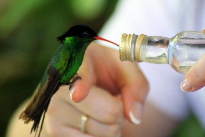Rocklands Bird Sanctuary & City Highlights plus Shopping from Montego Bay - Final Thoughts: Who Will Love This Tour?