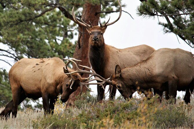 Rocky Mountain Full Day Private Tour & Hike from Denver / Boulder - Final Thoughts: Is This Tour Worth It?