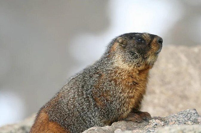 Rocky Mountain National Park Grand Lake Tour - The Sum Up: Who Is This Tour Best For?