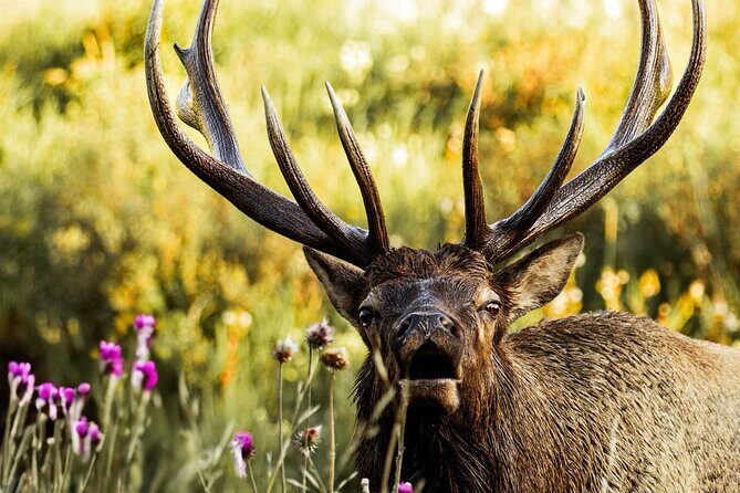 Rocky Mountain National Park- Guided Hiking Tour - Why This Tour Can Be a Smart Choice