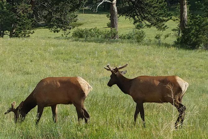 Rocky Mountain National Park in Summer Tour from Denver - The Sum Up