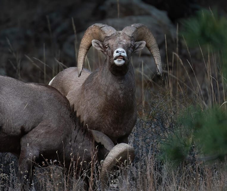 Rocky Mountain National Park: Private Wildlife Hiking Tour - What Makes This Tour Special?