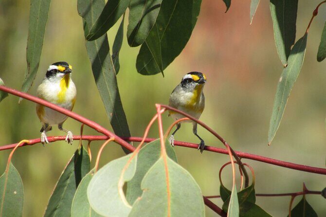 Roma: 1-Hour Birdwatching Nature Trail Walk - Who Would Love This Experience