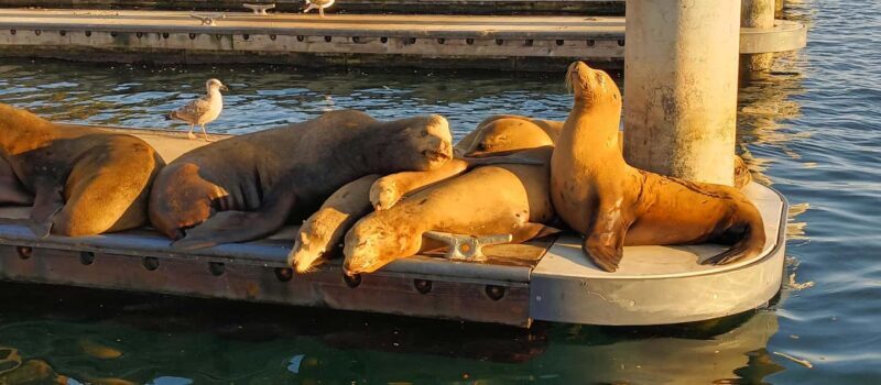 Romantic Boat Cruise with Wine & Cheese or Surprise Dinner - Why Youll Love This Experience