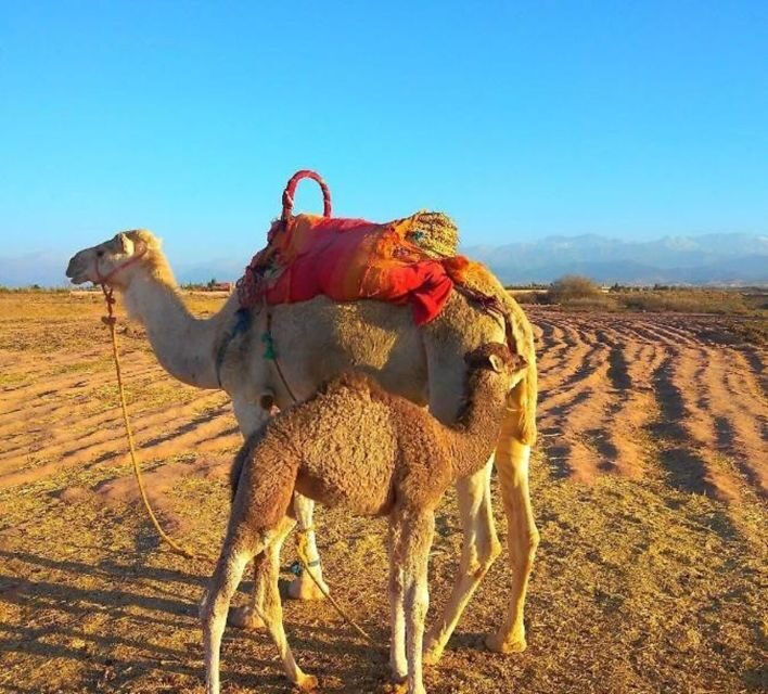 Romantic Dinner & Camel Ride In Agafay Desert - Is This Tour Right for You?