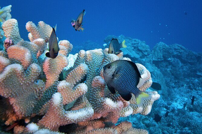 Romantic Dive for beginners in Bora Bora (2 people) with Video - Who Will Love This Experience