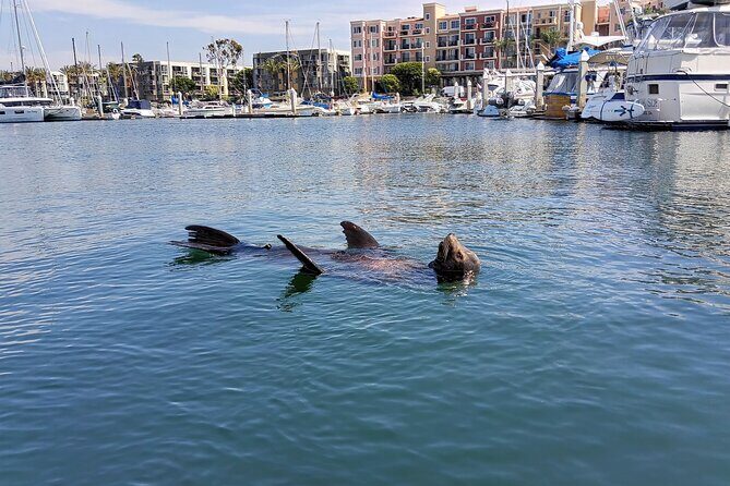 Romantic Luxury Boat Cruise with Wine Cheese Sea LionTours - Setting the Scene: What’s the Tour All About?