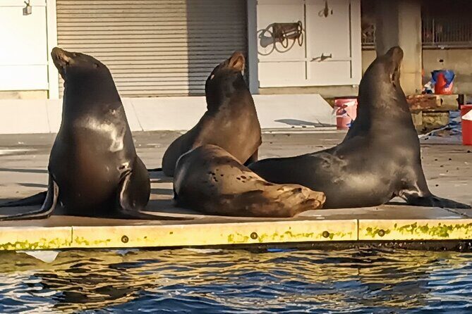 Romantic Luxury Boat Cruise with Wine Cheese Sea LionTours - The Practical Details
