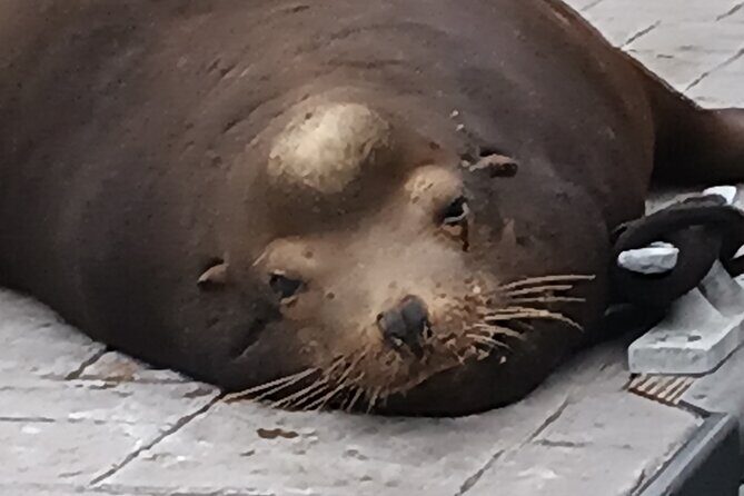 Romantic Luxury Boat Cruise with Wine Cheese Sea LionTours - Final Thoughts