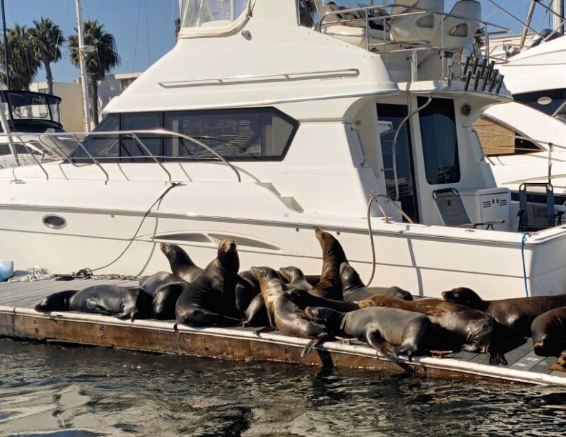 Romantic Sunset & City Lights Wine Cruise  Marina del Rey - Authentic Reviews and Insights