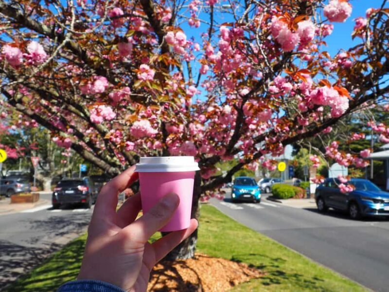 Roos, Blues & Views - Blue Mountains Day Tour w Lunch - The Itinerary: What You Can Expect