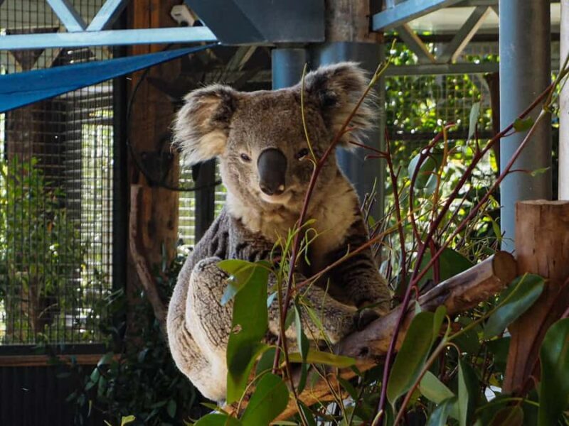 Roos, Blues & Views - Blue Mountains Day Tour w Lunch - FAQ