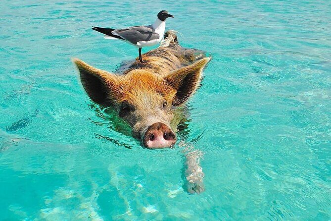 Rose Island 3 Island Luxury Private Tour(8hrs) - Introduction: A Luxurious Day Exploring the Bahamas’ Best