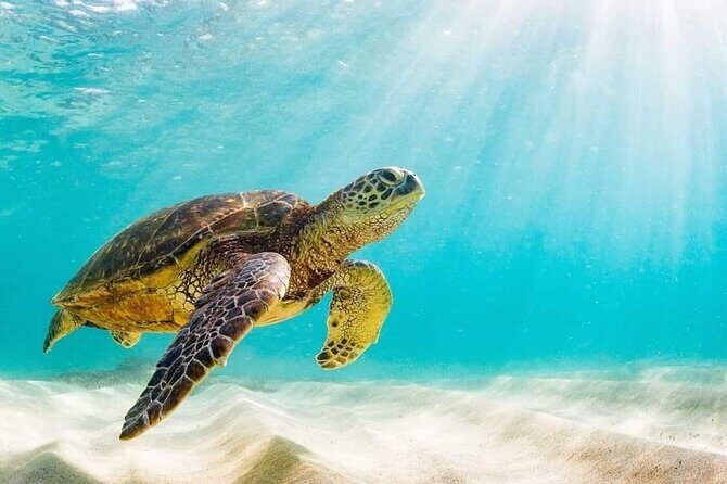 Rose Island 3 Island Luxury Private Tour(8hrs) - Frequently Asked Questions