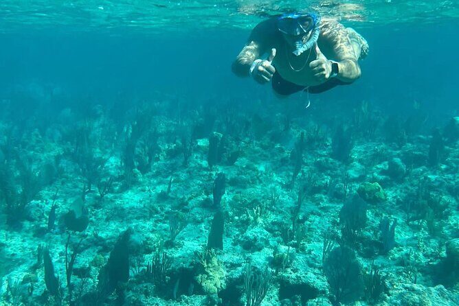 Rose Island Adventure: Turtle Swim and Snorkel - Practical Details and Value