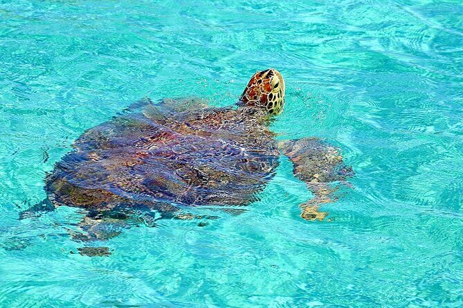 Rose Island Half-Day Snorkeling Cruise - Key Points