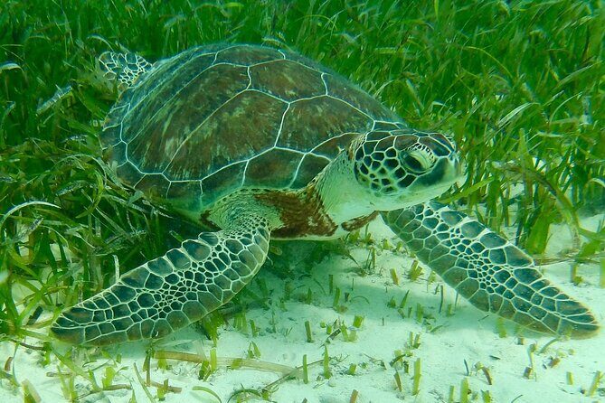 Rose Island Half-Day Snorkeling Cruise - What to Expect on the Tour