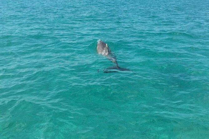 Rose Island Half-Day Snorkeling Cruise - The Sum Up