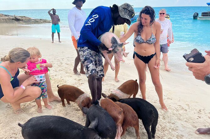 Rose Island Private Beach: Swimming with the Pigs - Analyzing the Value