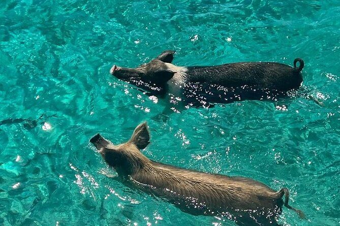 Rose Island Swimming Pigs - Introduction to the Rose Island Swimming Pigs Tour