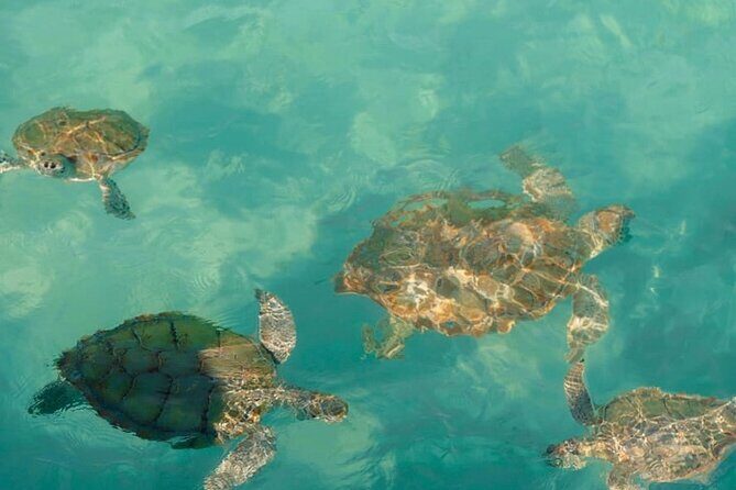 Rose Island Swimming Pigs - The Sum Up: Is This Tour Worth It?