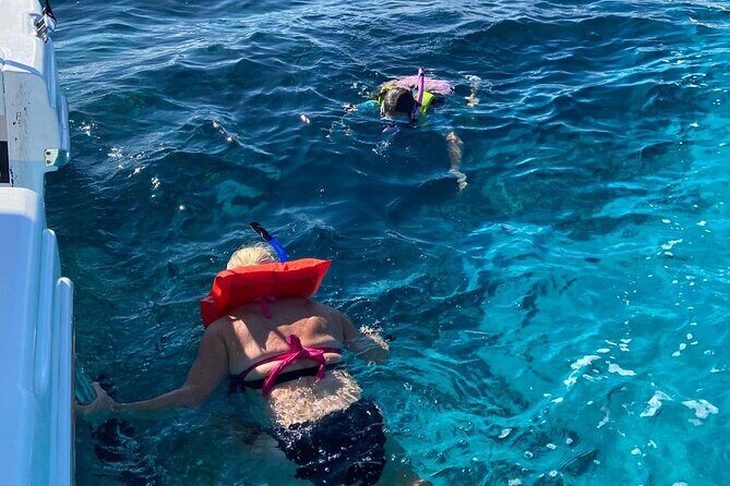Rose Island Swimming Pigs - FAQ Section
