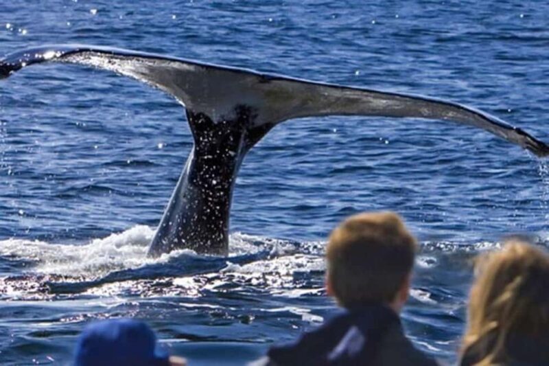 Roseau: Guided Dolphin and Whale Watching Tour With Drinks - An Authentic Marine Adventure in Dominica