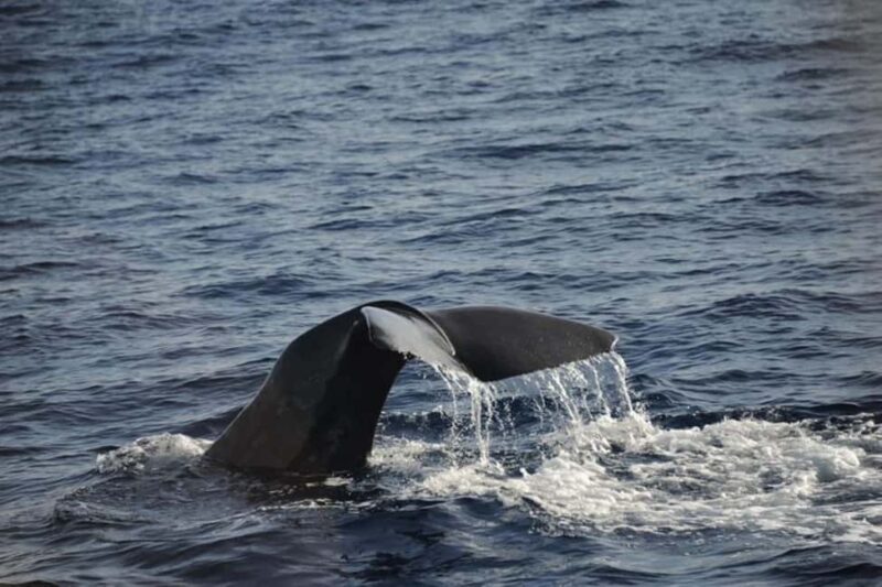 Roseau: Guided Dolphin and Whale Watching Tour With Drinks - The Value of the Experience