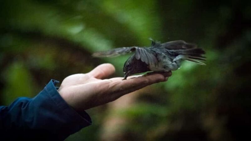 Rotorua: 6 Ziplines, Swing-Bridges & Wildlife Encounters - The Experience in Detail