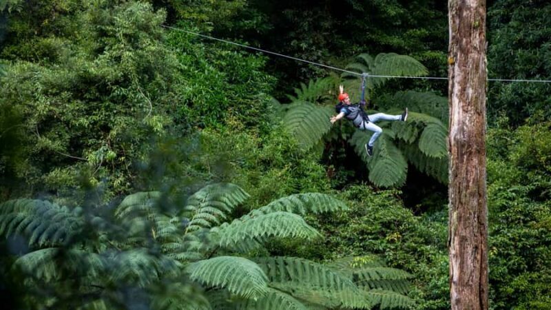 Rotorua: 6 Ziplines, Swing-Bridges & Wildlife Encounters - Customer Feedback: Authentic Perspectives