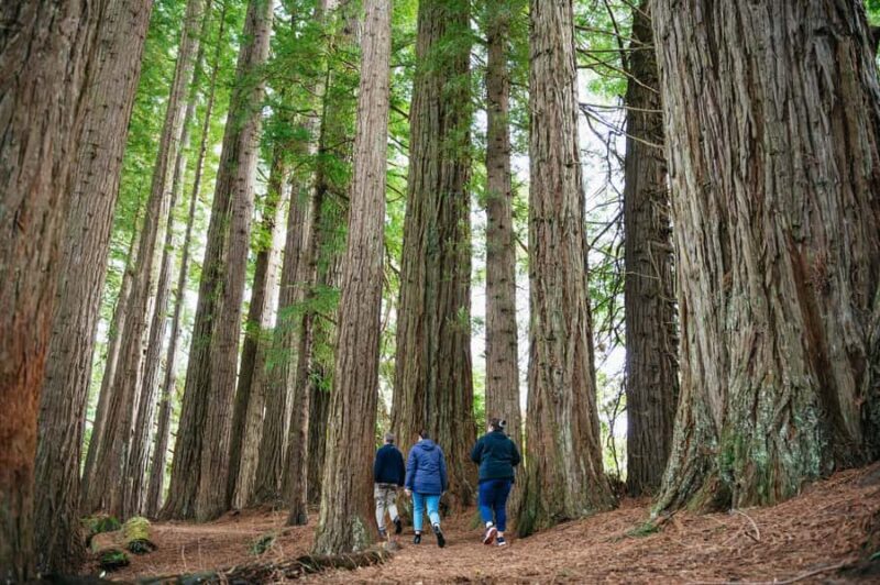 Rotorua: Explore The Lakes Half-Day Morning Tour - Key Points
