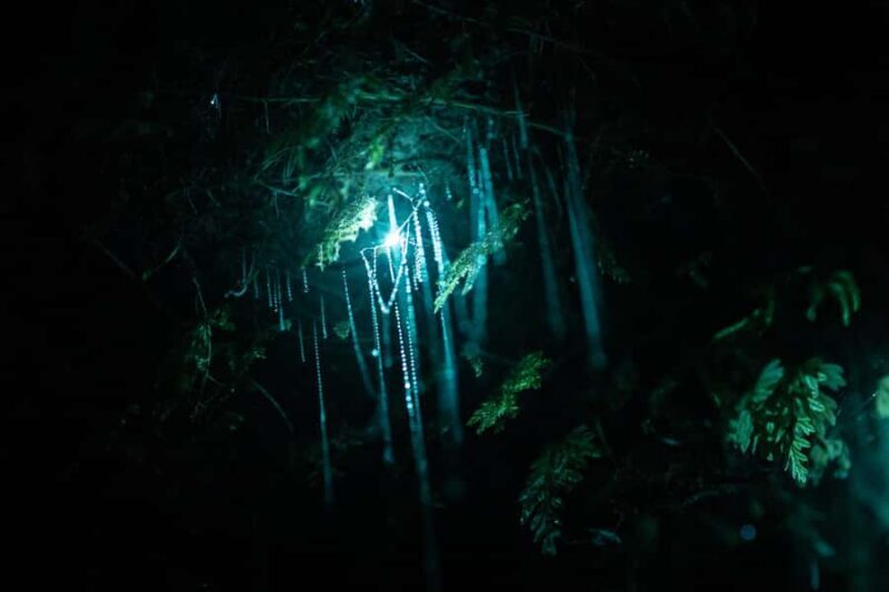 Rotorua: Glow Worm Kayak Tour - The Value for Your Trip