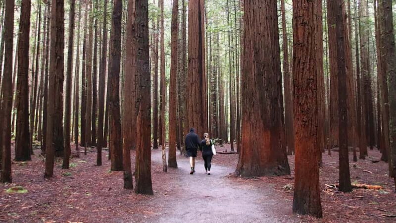 Rotorua: Glowworm Cave, Redwoods Forest & Te Puia Tour - Who Will Love This Tour?