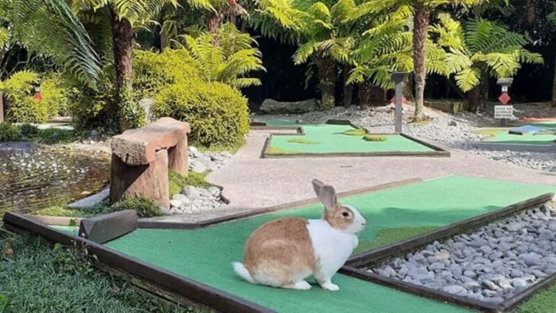 Rotorua: Mini Golf Experience - Key Points