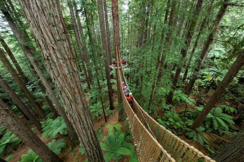 Rotorua: Redwoods Altitude, Nighttime Fast Pass, & Treewalk - Exploring Rotorua’s Redwoods: A Detailed Look