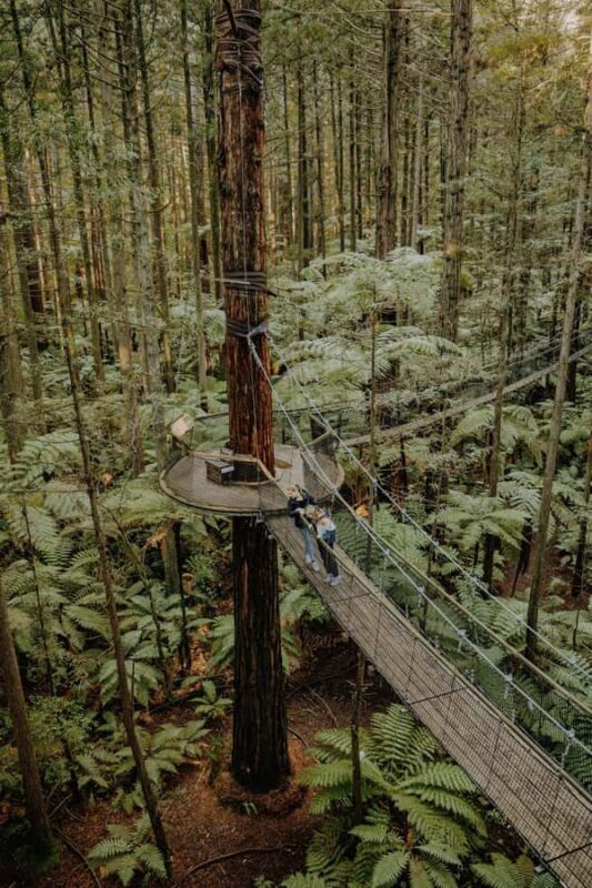 Rotorua: Redwoods Altitude, Nighttime Fast Pass, & Treewalk - In The Sum Up