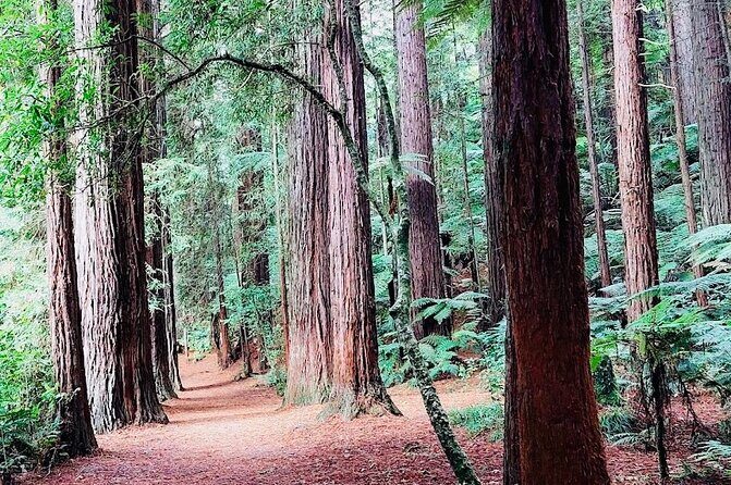 Rotorua & Taupo DayTour with Waiotapu & Huka Falls from Auckland - Who Should Consider This Tour?