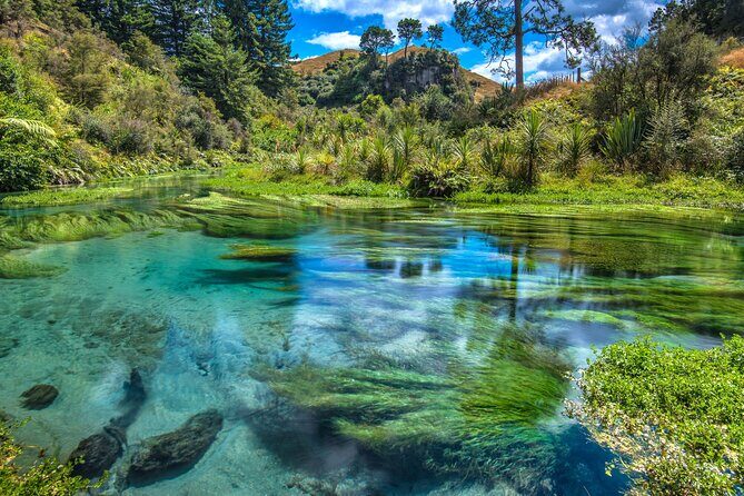 Rotorua Te Puia and Blue Springs Day Tour