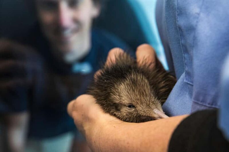 Rotorua: The National Kiwi Hatchery Kiwi Encounter Tour - A Close Look at the Tour Experience