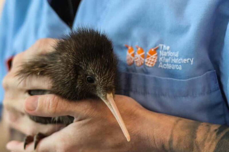Rotorua: The National Kiwi Hatchery Kiwi Encounter Tour - What Travelers Say