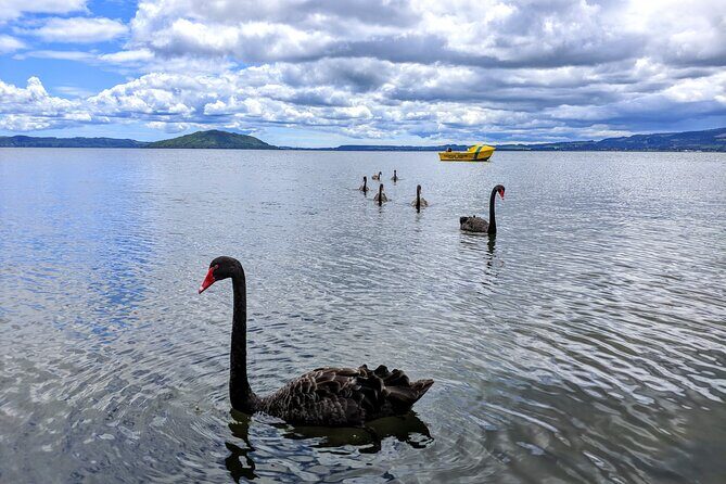 Rotorua: WaiOtapu & Redwood forest & Blues springs from Auckland - Redwood Forest Walk: An Unexpected Gem