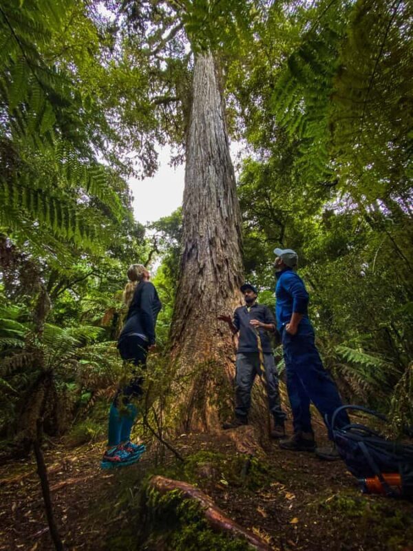 Rotorua: Whirinaki Forest Guided Tour with Spa Entry - Key Points