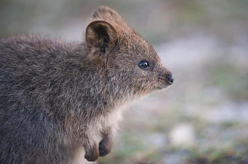 Rottnest Island 1.75 Hour Bayseeker Island Tour - Key Points