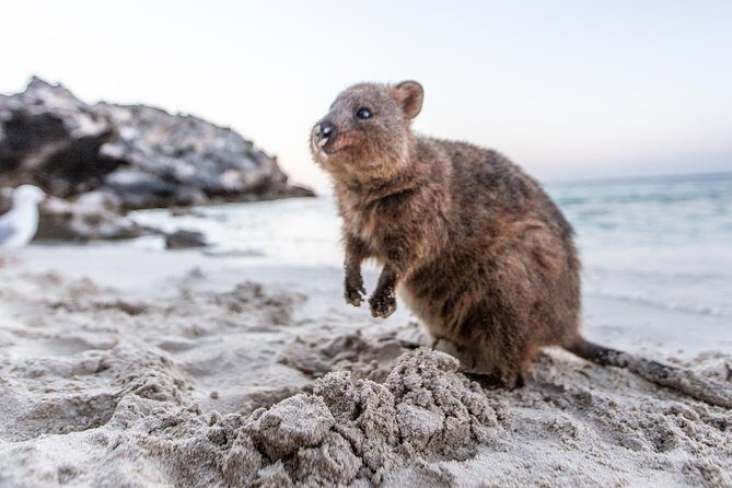 Rottnest Island All-Inclusive Grand Island Tour from Fremantle - Final Thoughts: The Bottom Line