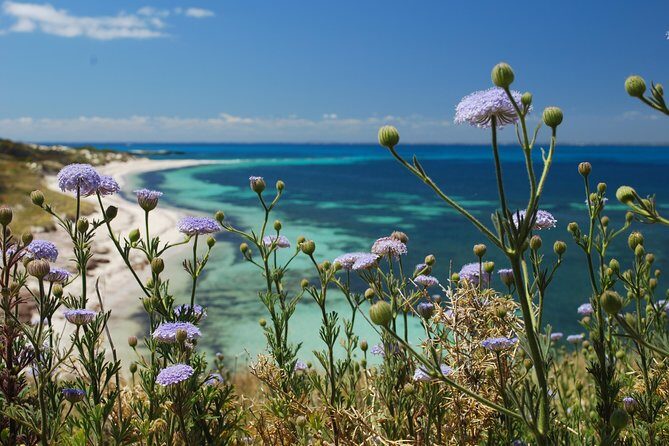 Rottnest Island Bayseeker Tour - Key Points